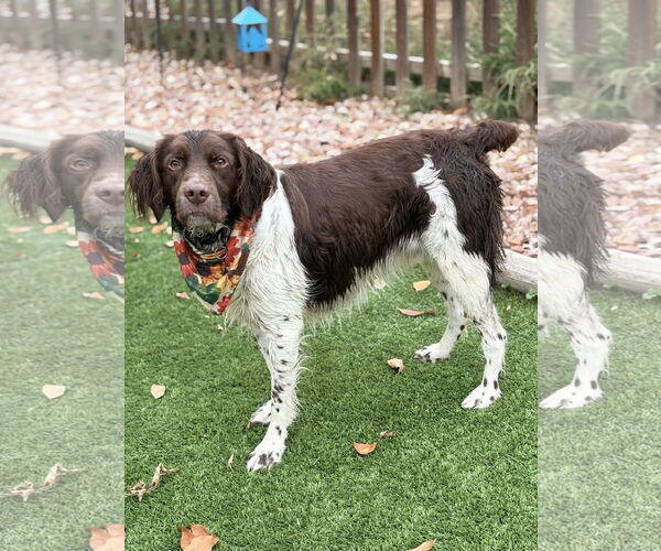 Medium Photo #1 Brittany Puppy For Sale in Curwensville, PA, USA