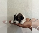 Small #17 Bernedoodle (Miniature)