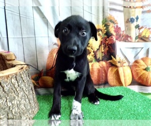 Labrador Retriever Puppy for Sale in HAMMOND, Indiana USA