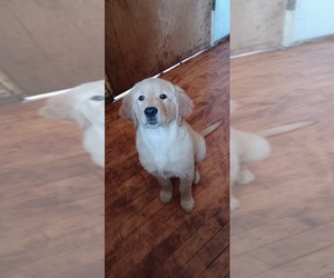 Golden Labrador Puppy for sale in BERWYN, IL, USA
