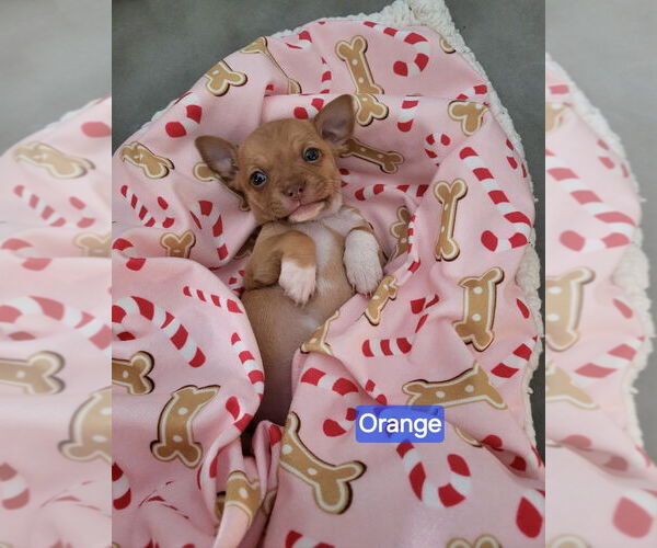 Medium Photo #3 Jack Chi Puppy For Sale in Aurora, IN, USA