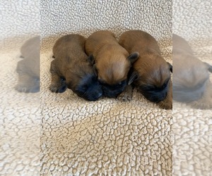 Soft Coated Wheaten Terrier Puppy for Sale in DOSS, Missouri USA