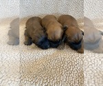 Image preview for Ad Listing. Nickname: Wheaten boys