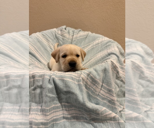 Medium Photo #9 Labrador Retriever Puppy For Sale in LELAND, NC, USA