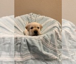 Black female - Female Labrador Retriever Puppy for Sale - Photo #9