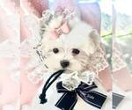 Small #1 Maltese