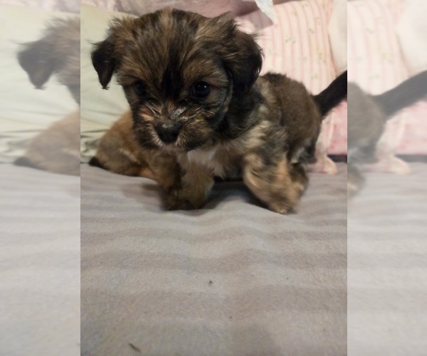 Medium Photo #15 Maltipom Puppy For Sale in HUDSON, MA, USA