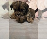 Small #14 Maltipom