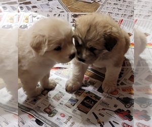 Great Pyrenees Puppy for sale in WISCONSIN RAPIDS, WI, USA