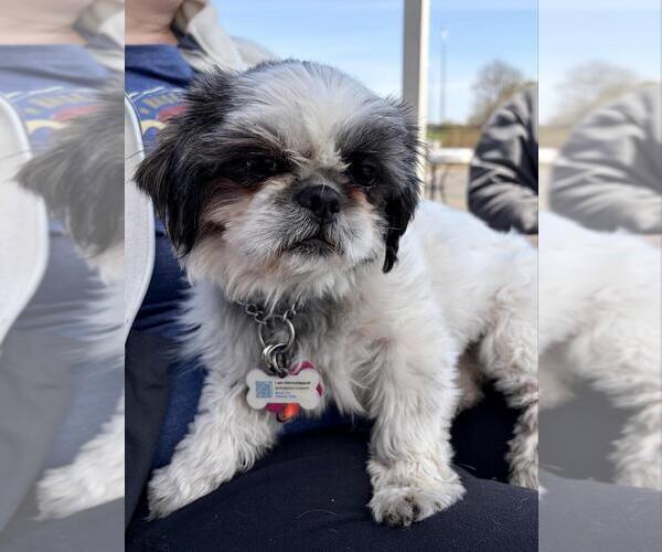 Medium Photo #1 Shih Tzu-Unknown Mix Puppy For Sale in Andover, MN, USA