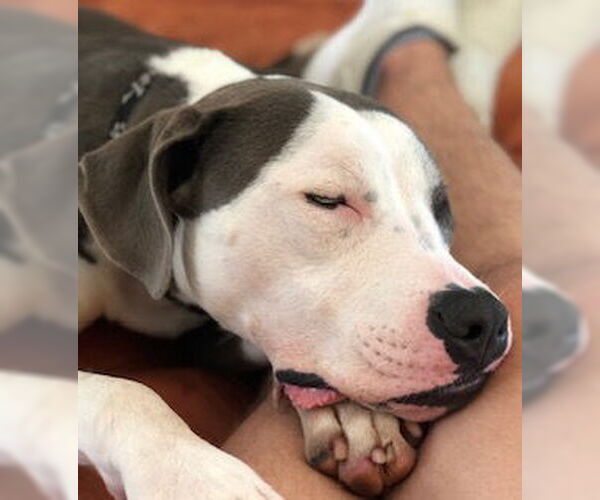 Medium Photo #6 Mutt Puppy For Sale in Holly Springs, NC, USA