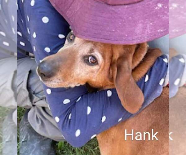 Medium Photo #5 Redbone Coonhound-Unknown Mix Puppy For Sale in Westminster, MD, USA