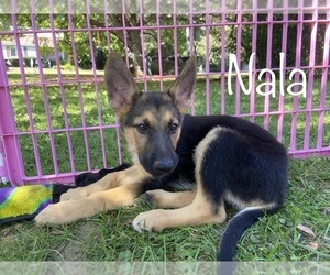 German Shepherd Dog Puppy for sale in TOLLAND, CT, USA