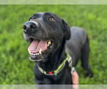 Small #1 Labrador Retriever Mix