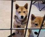 Small Photo #4 Shiba Inu Puppy For Sale in CAMDENTON, MO, USA