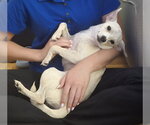 Small #4 Chihuahua Mix