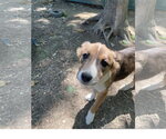 Small #2 Mutt