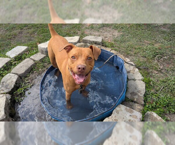 Medium Photo #1 American Staffordshire Terrier-Unknown Mix Puppy For Sale in Ocala, FL, USA