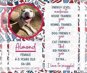 American Bulldog-Unknown Mix Dogs for adoption in New Oxford , PA, USA