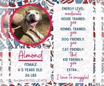 Small American Bulldog Mix