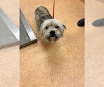 PICKLES - Male Shih Tzu Dog for Adoption - Small photo