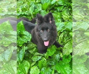 German Shepherd Dog-Unknown Mix Dogs for adoption in Overland Park, KS, USA