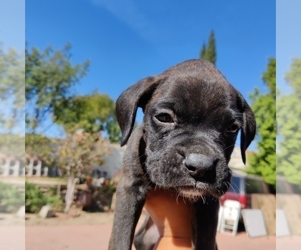 Medium Photo #1 Boxer Puppy For Sale in CORONA, CA, USA