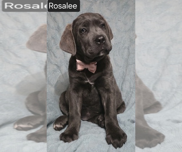 Medium Photo #3 Cane Corso Puppy For Sale in MINERAL WELLS, WV, USA