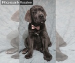 Small #2 Cane Corso