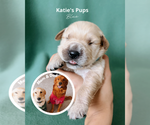 Puppy Blue Golden Retriever