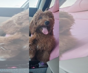 Goldendoodle-Poodle (Miniature) Mix Puppy for sale in ELKHART, IN, USA