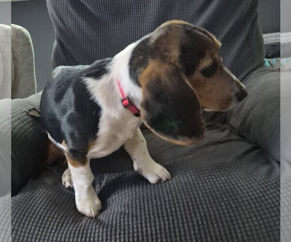 Medium Photo #10 Beagle Puppy For Sale in Dunnellon, FL, USA