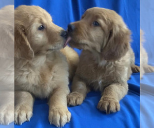Golden Retriever Puppy for sale in SANTA ANA, CA, USA