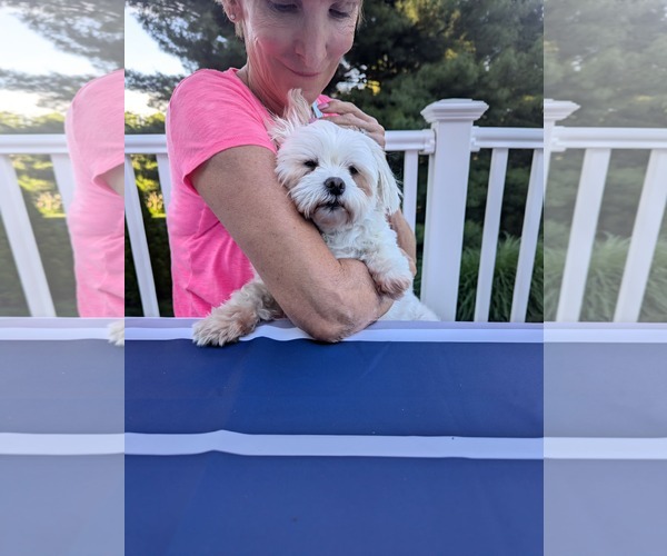 Medium Photo #3 Maltese-Unknown Mix Puppy For Sale in Germantown, OH, USA
