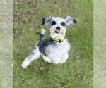 Small #4 Mutt