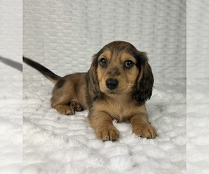 Dachshund Puppy for sale in FRANKLIN, IN, USA