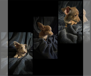 Chihuahua Puppy for sale in GARLAND, TX, USA