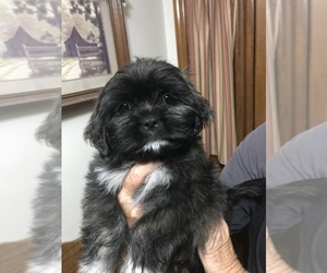 Lhasa Apso Puppy for sale in RIDGEVILLE, SC, USA