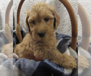 Goldendoodle Puppy for sale in FARMINGTON, NY, USA