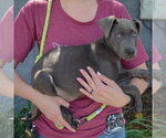 Small #1 American Staffordshire Terrier-Weimaraner Mix