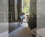 Small #1 Rottweiler