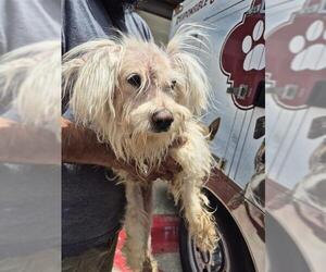 Poodle (Standard)-Unknown Mix Dogs for adoption in San Antonio, TX, USA