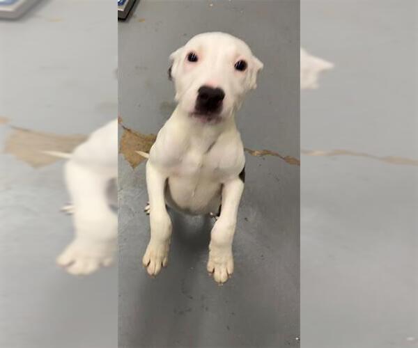 Medium Photo #1 Mutt Puppy For Sale in Peoria, IL, USA