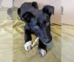 Small Photo #8 Australian Shepherd-Unknown Mix Puppy For Sale in Minneapolis, MN, USA