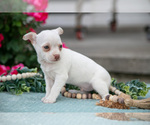 Small #2 Chihuahua