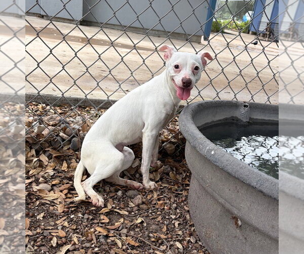 Medium Photo #1 Unknown-Whippet Mix Puppy For Sale in Rockaway, NJ, USA