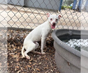 Unknown-Whippet Mix Dogs for adoption in Rockaway, NJ, USA