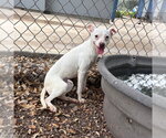 Small Whippet Mix