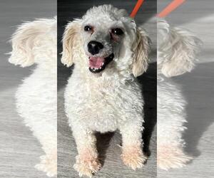 Poodle (Miniature) Dogs for adoption in Westminster, MD, USA