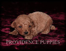 Small Photo #4 Poodle (Miniature) Puppy For Sale in COPPOCK, IA, USA